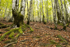 MG_3435